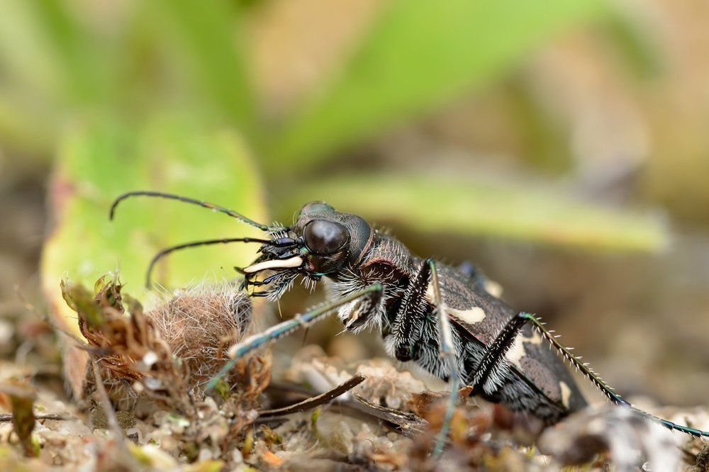 Злючка – колючка