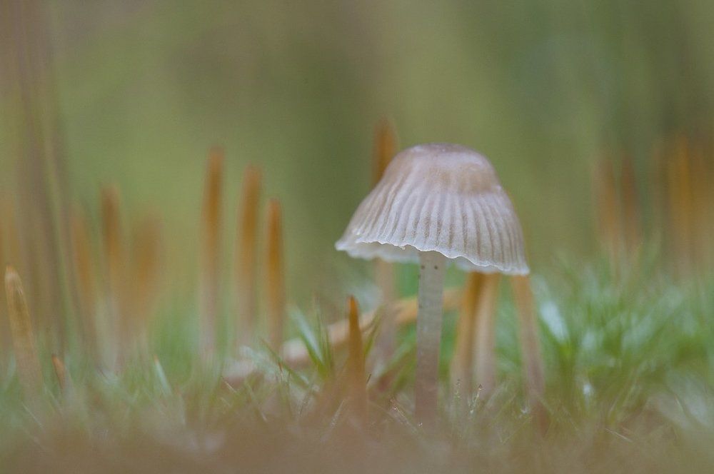 Грибная акварелька