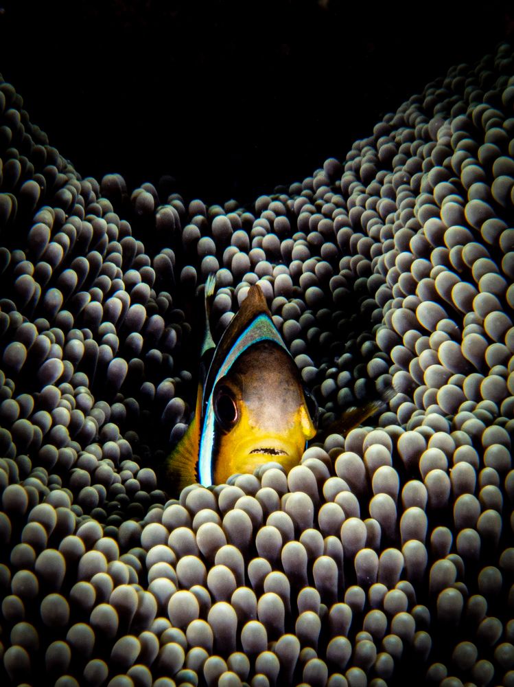 Photograph by Alexander Plakida