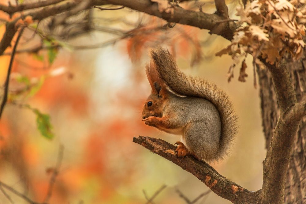 Белка. Осенний портрет.