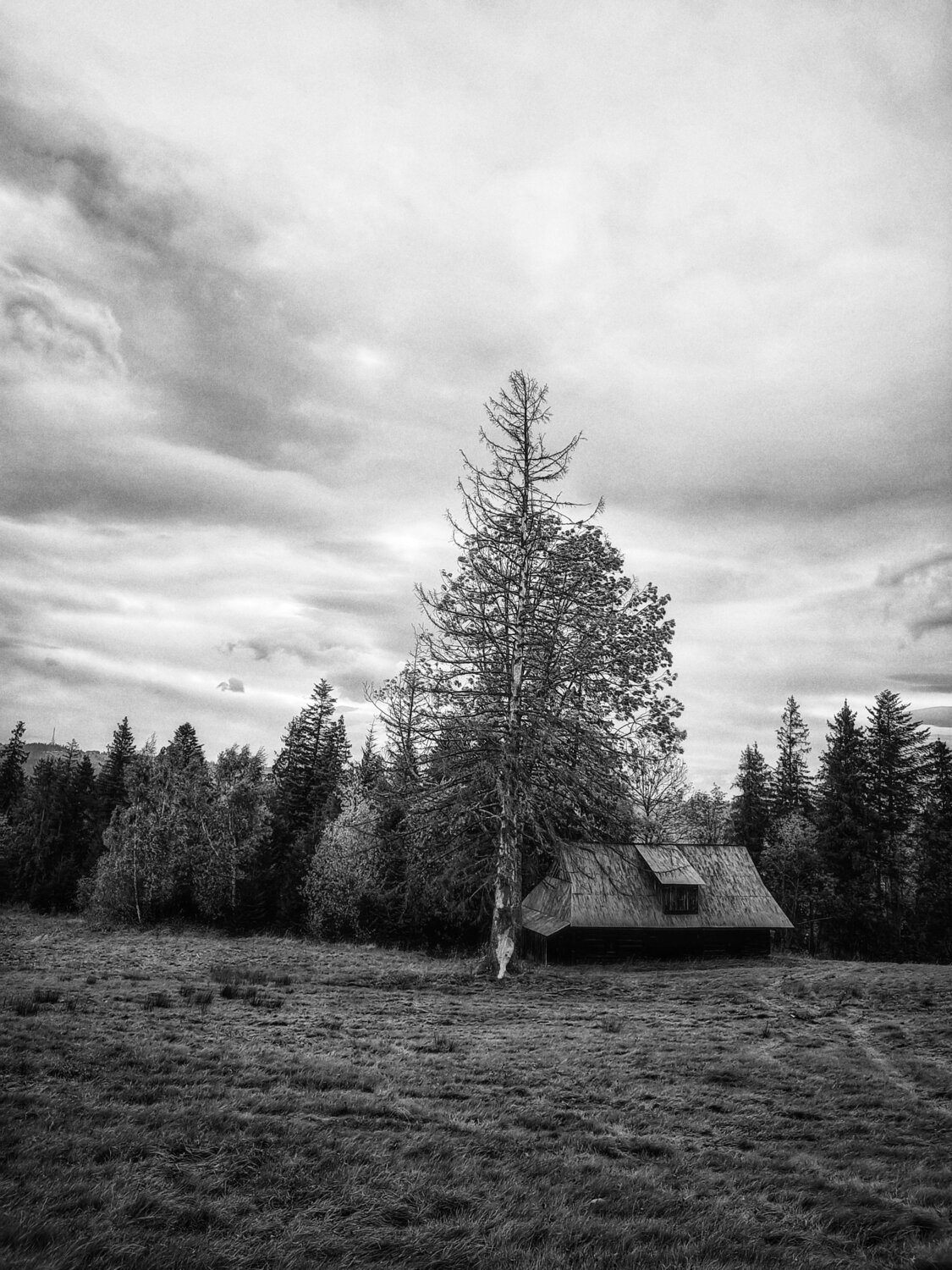 Photo #9900337