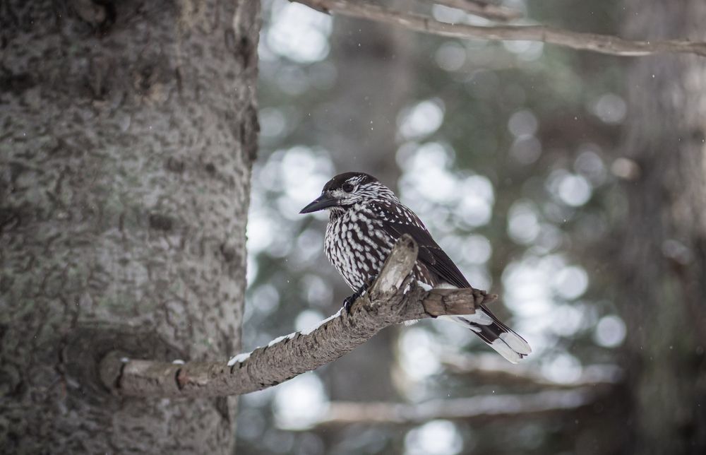 Photograph by Наталья Островцева