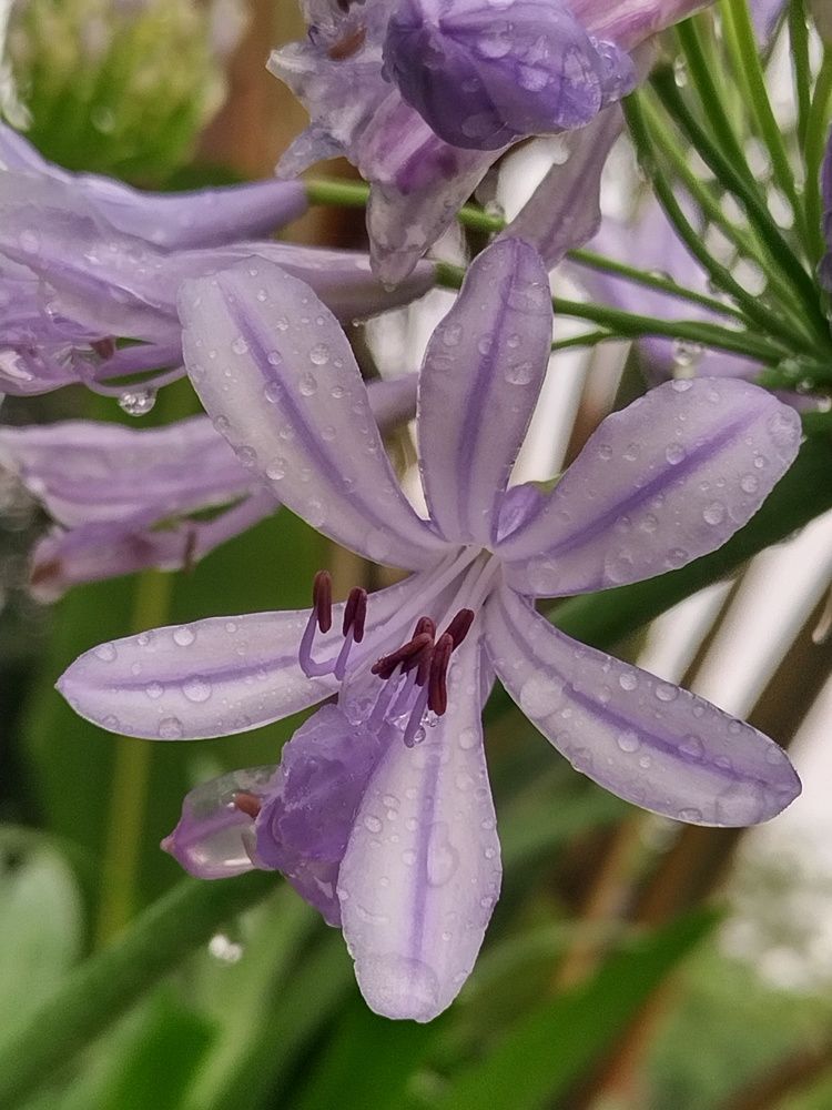 Красота под дождём.