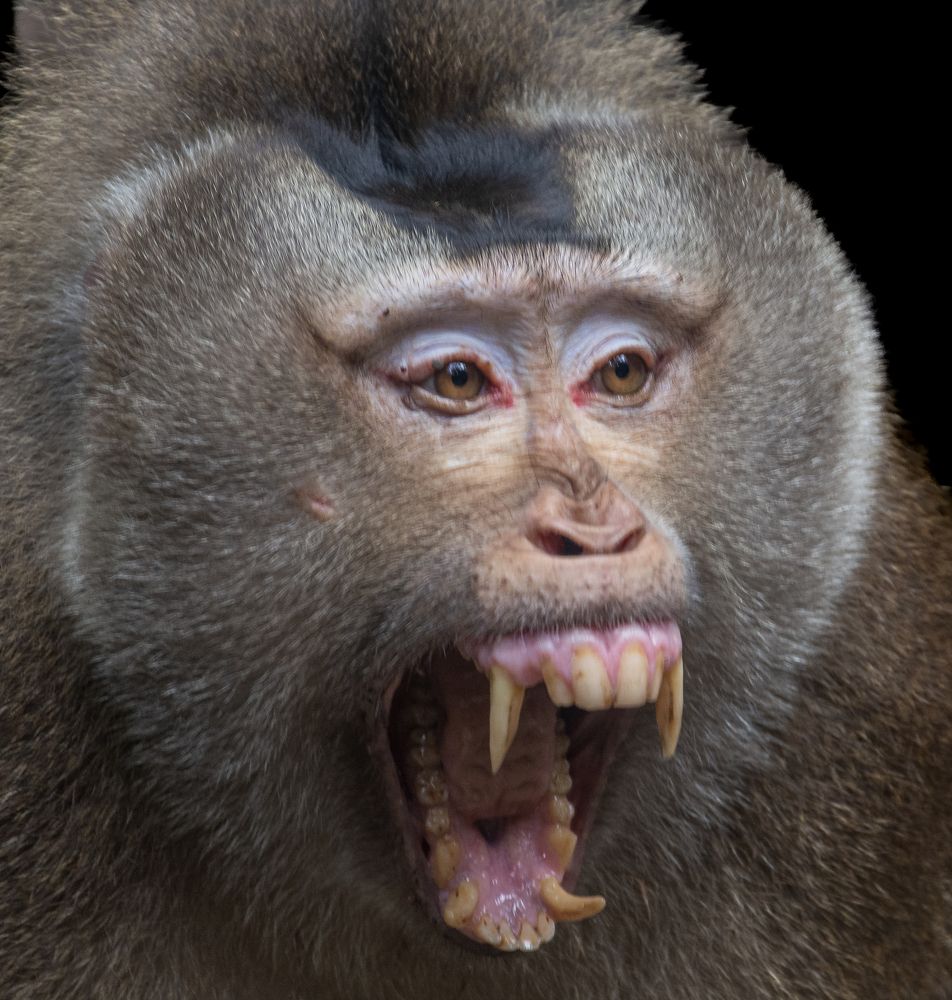 Northern Pig-tailed Macaque