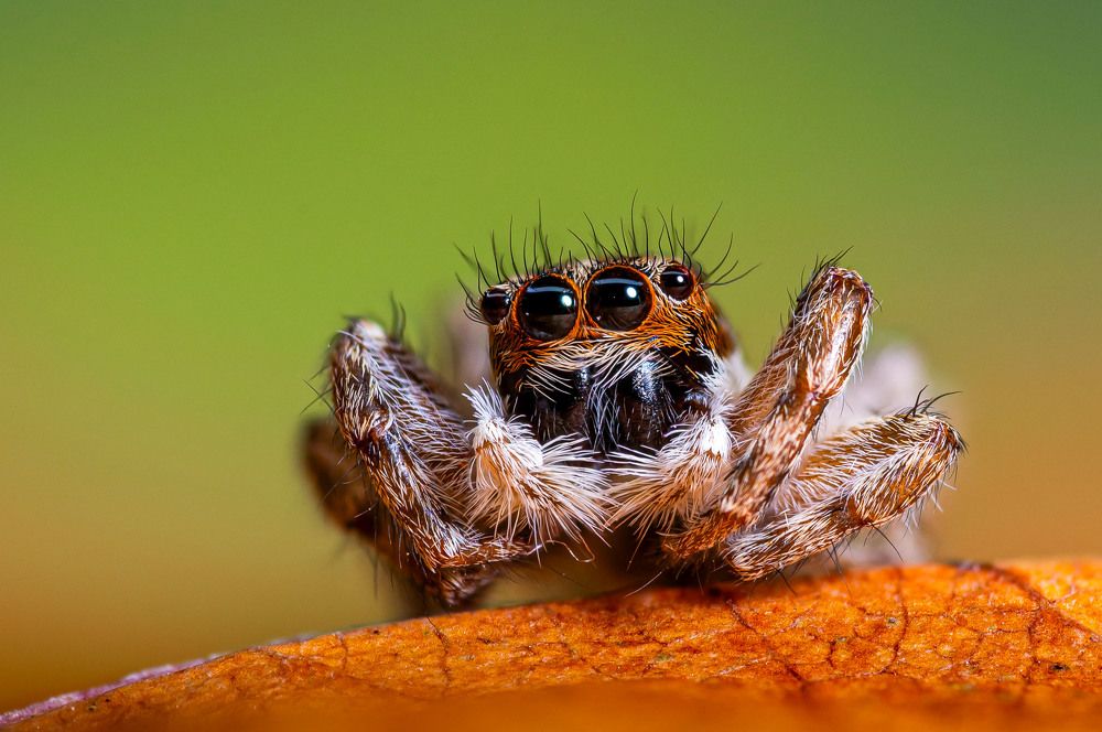 Фотография автора Ozgur Roger Sayitoglu