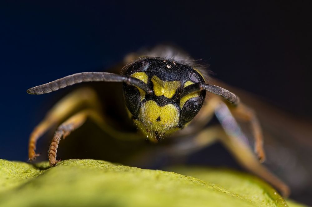 Фотография автора Ozgur Roger Sayitoglu