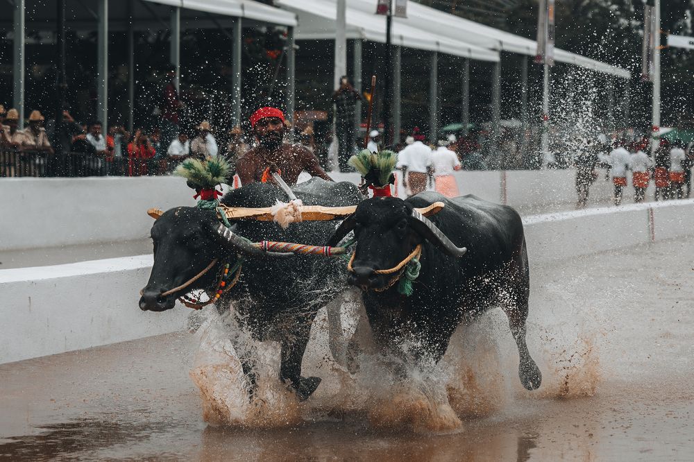 Kambala