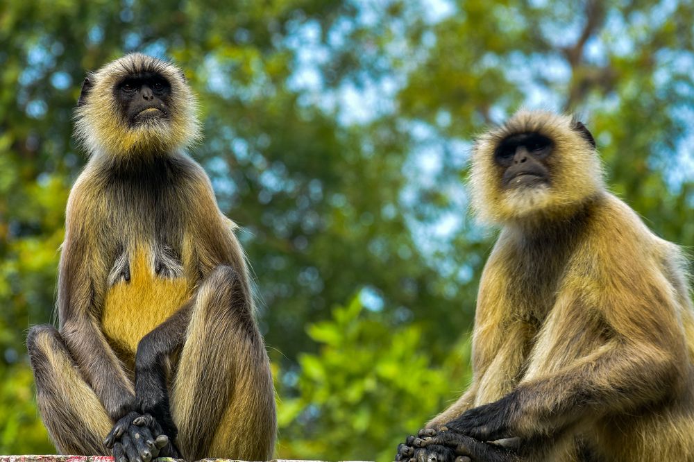 Photograph by Kamal Bhattacharjya