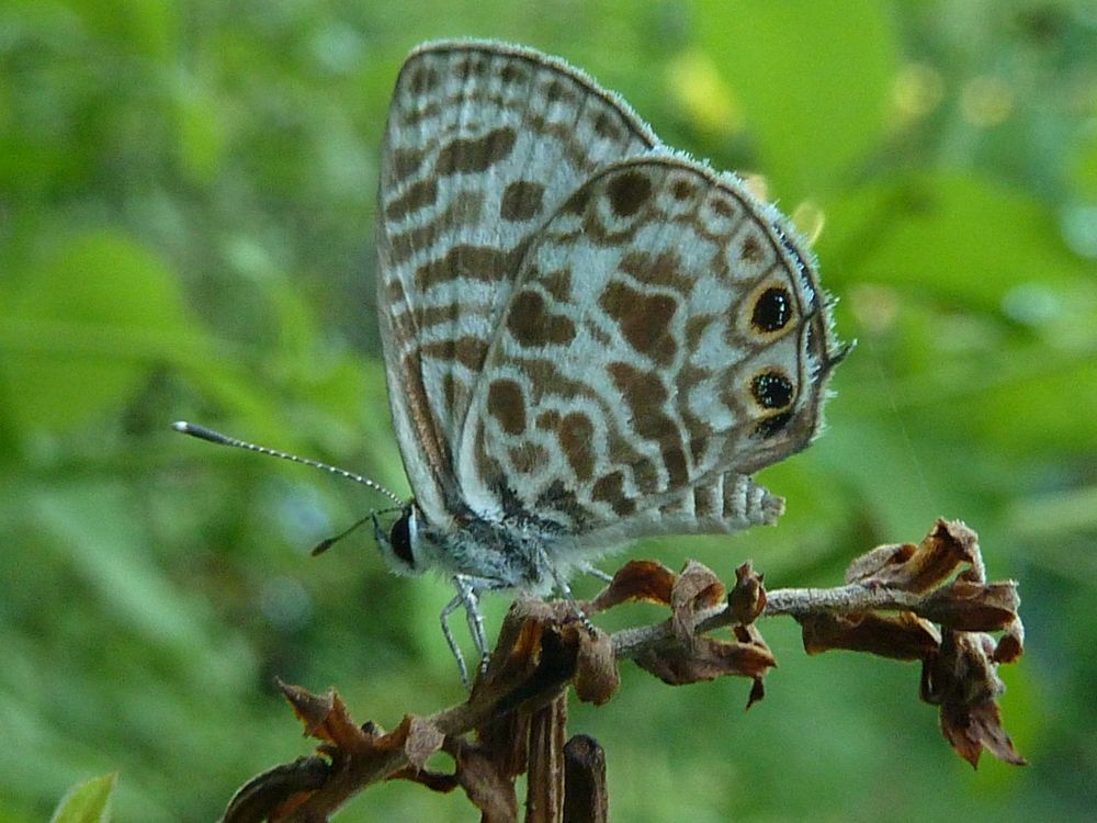 Speckled Line Blue Butterfly