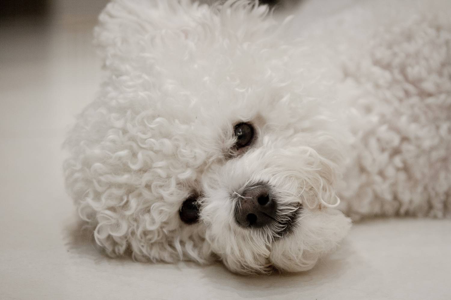 Photo #9901287