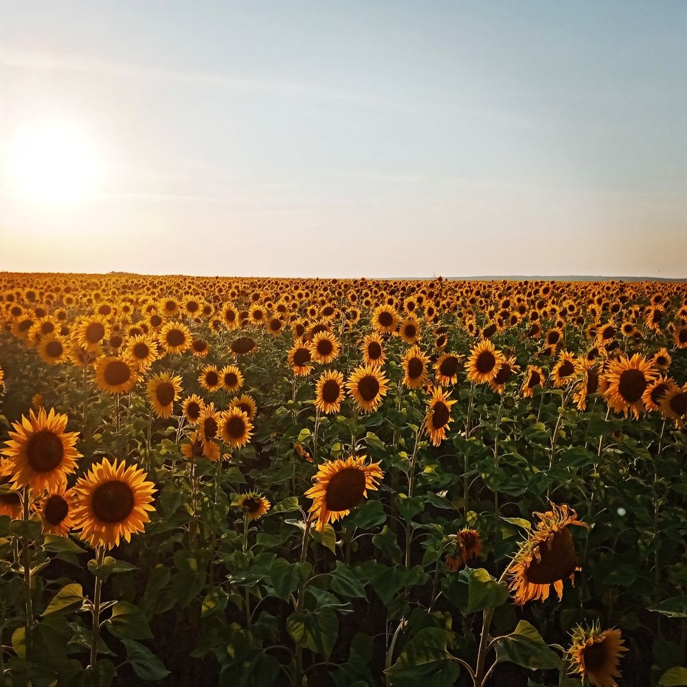 Photograph by Татьяна Пятернёва