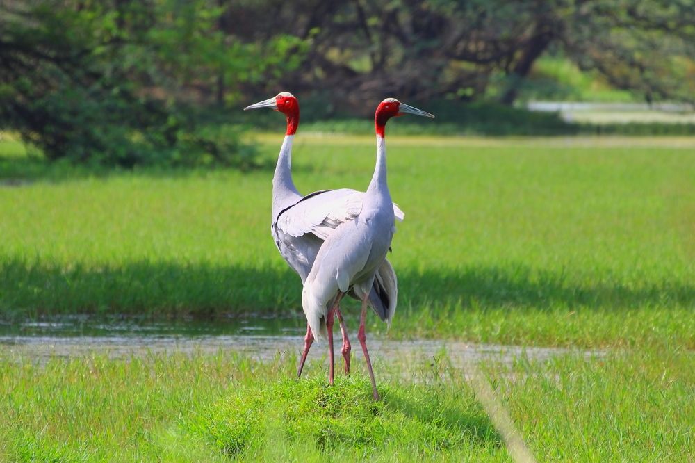 Фотография автора RODRICK RAJIVE LAL