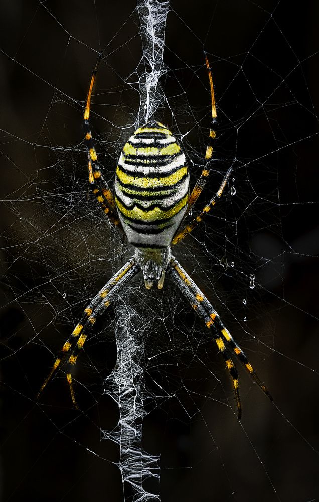 Wasp spider