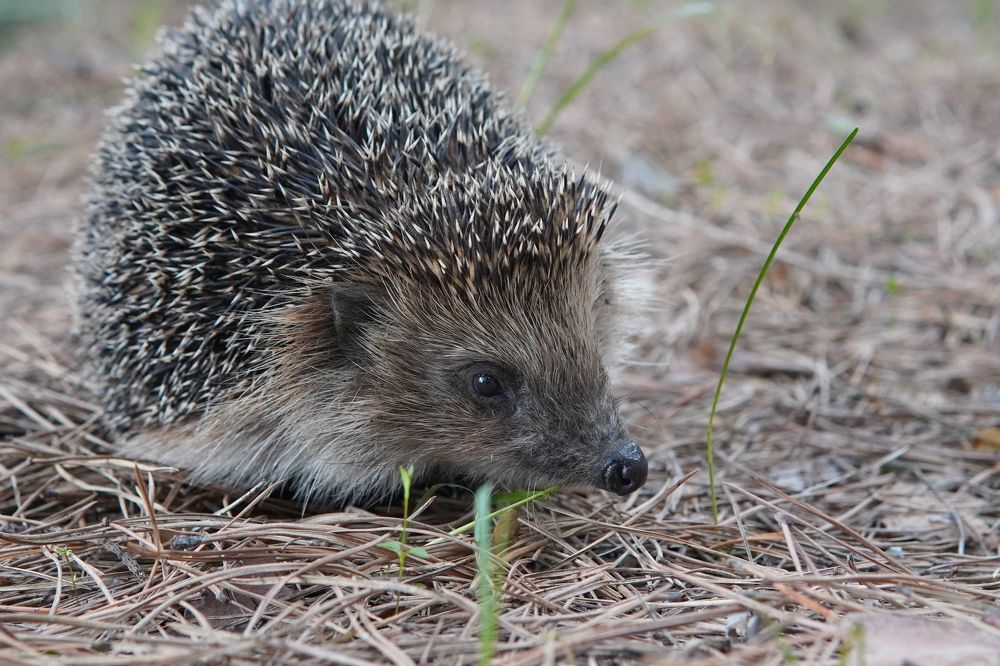 Photograph by Станислав