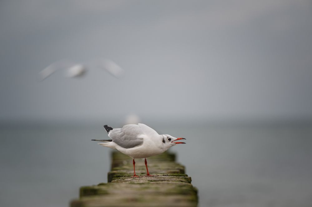Photograph by Анастасия Жучкова