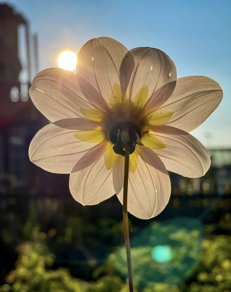 Нежность лета