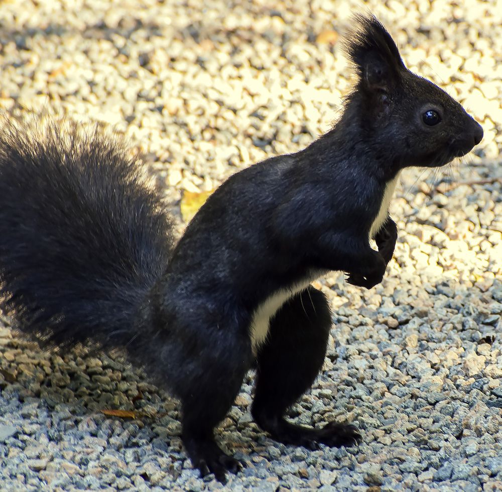 Орешки принесли