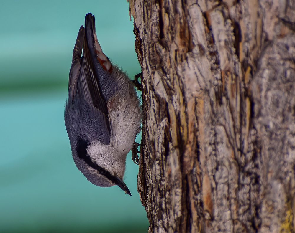Поползень акробат