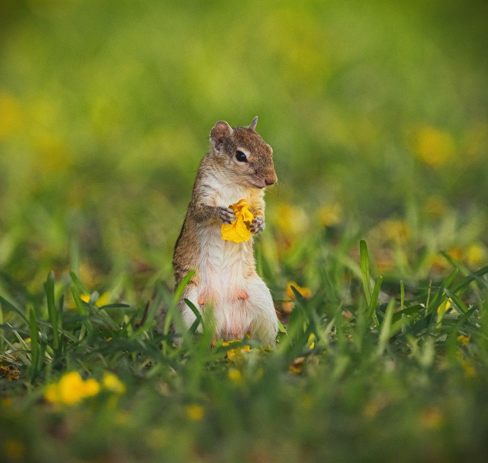 Photograph by G N RAJA