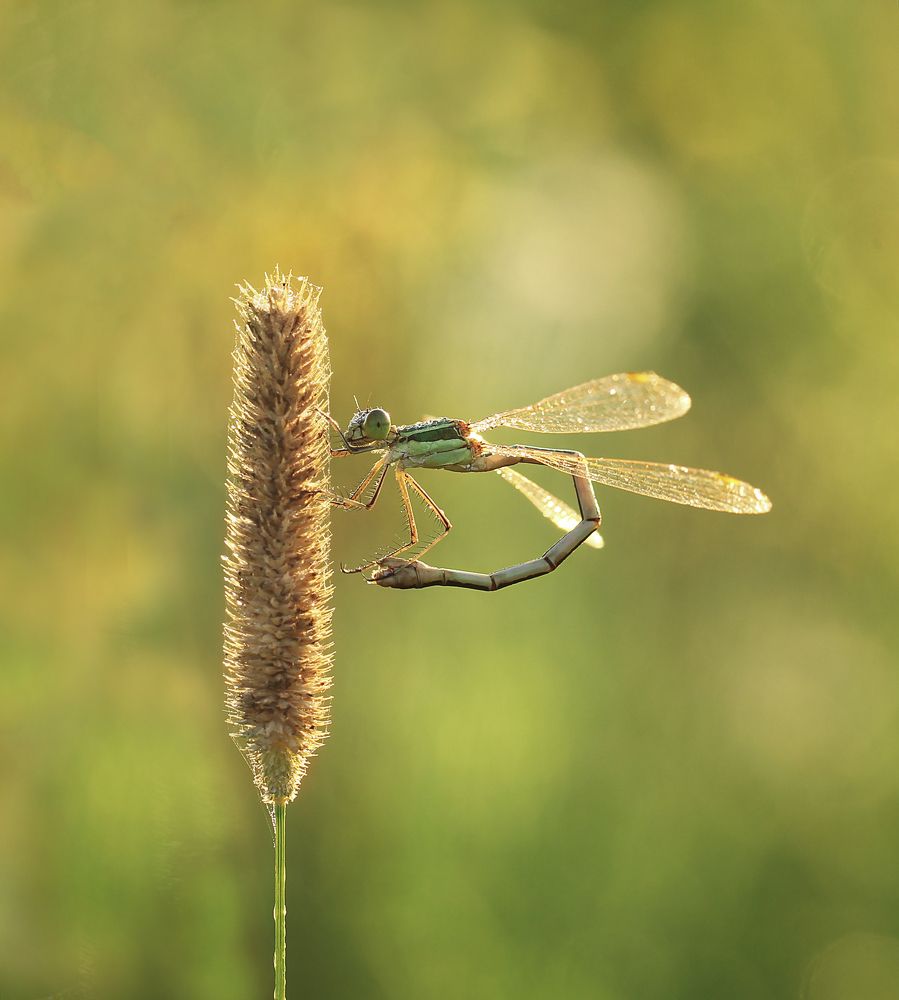 Утренняя зарядка