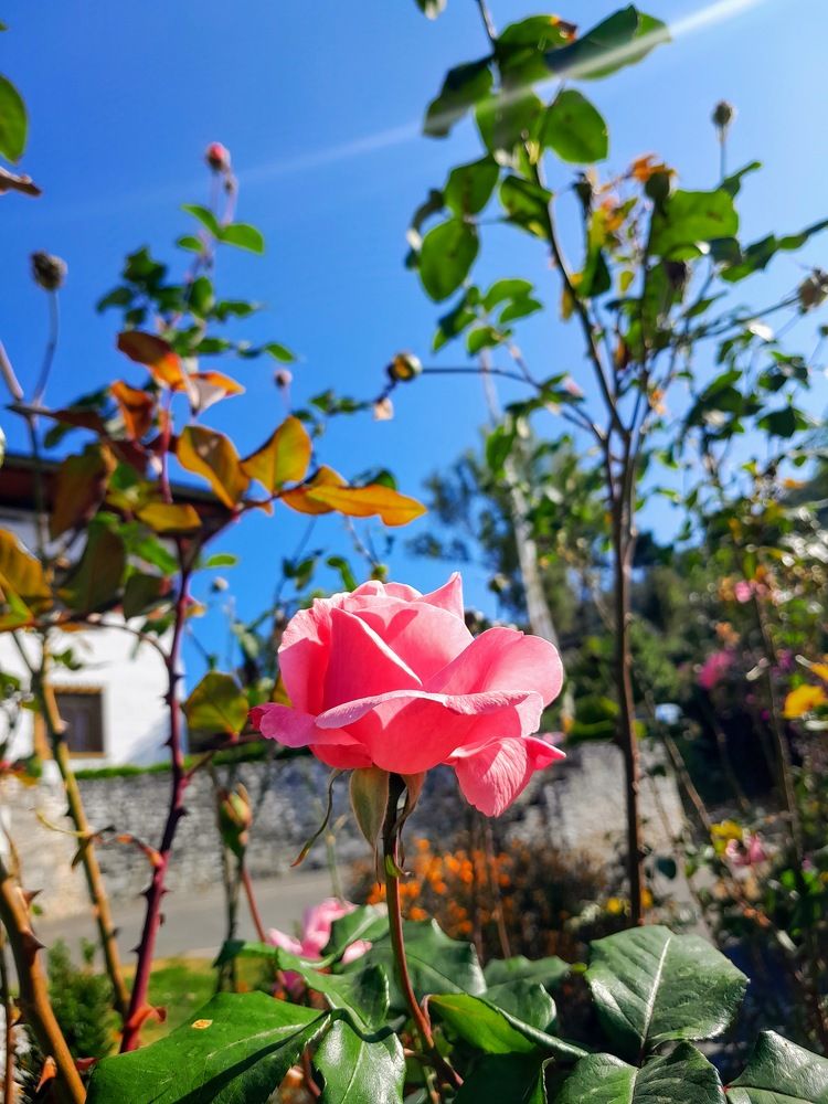 Rose Flower