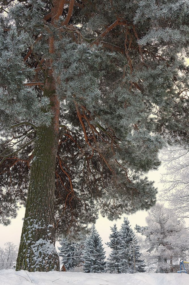 Photograph by Михайлова Елена