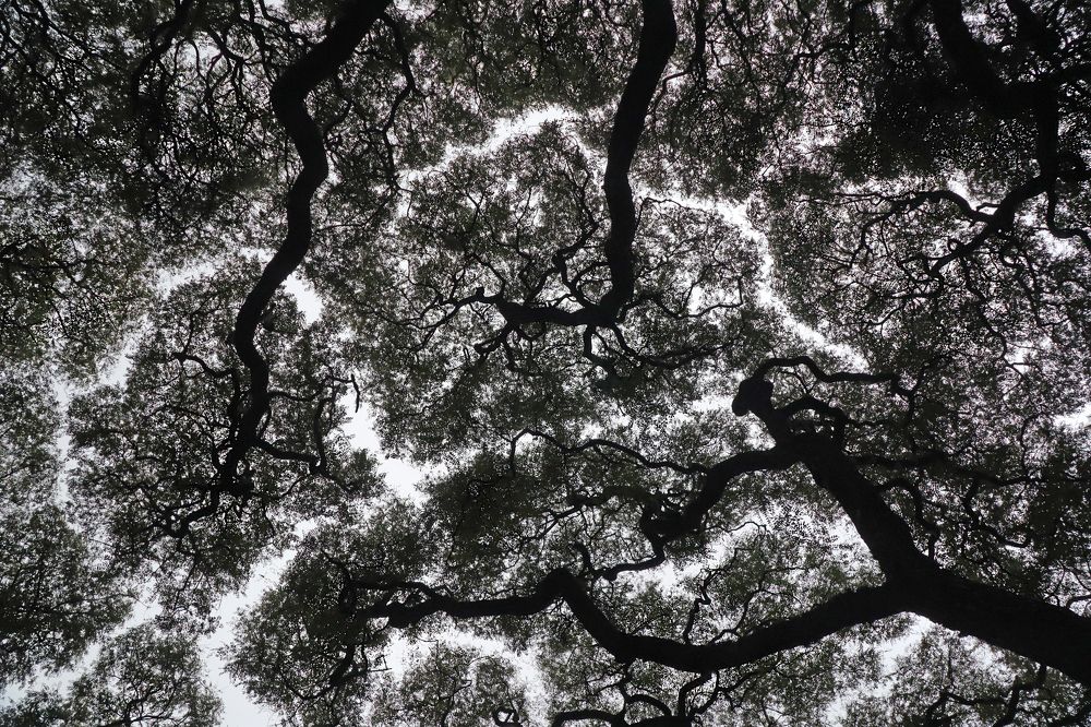 Photograph by Anna Perevozchikova