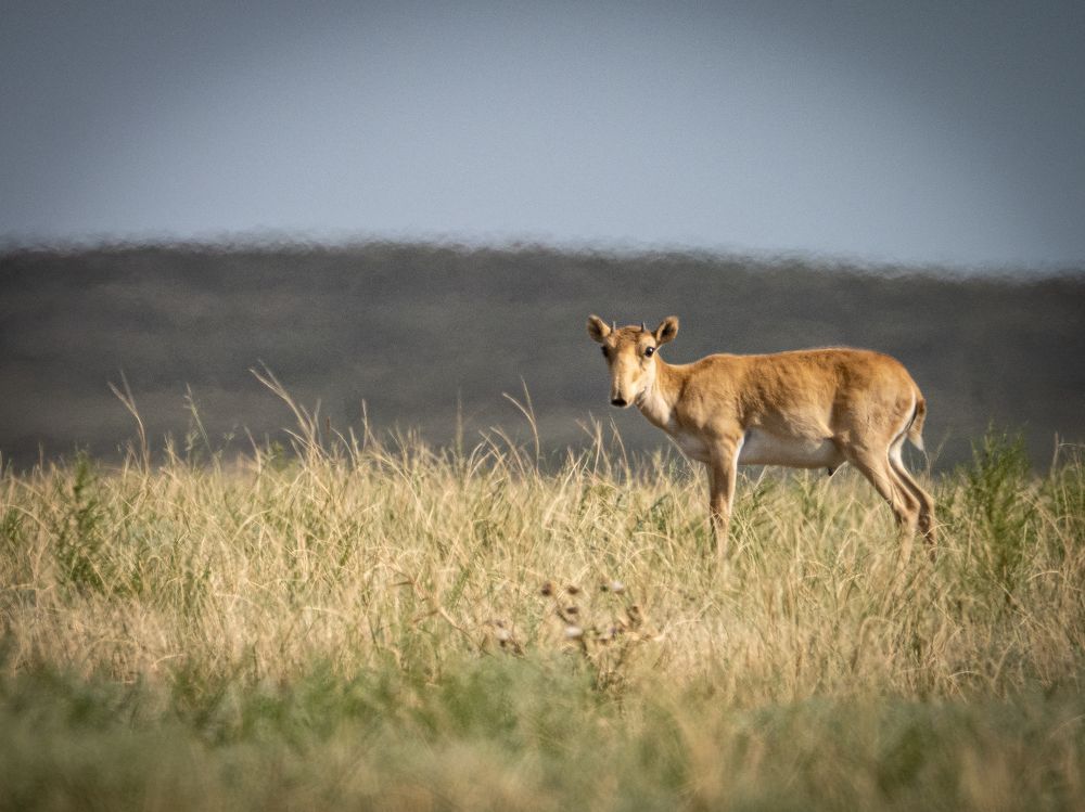 Фотография автора Петр Богомазов