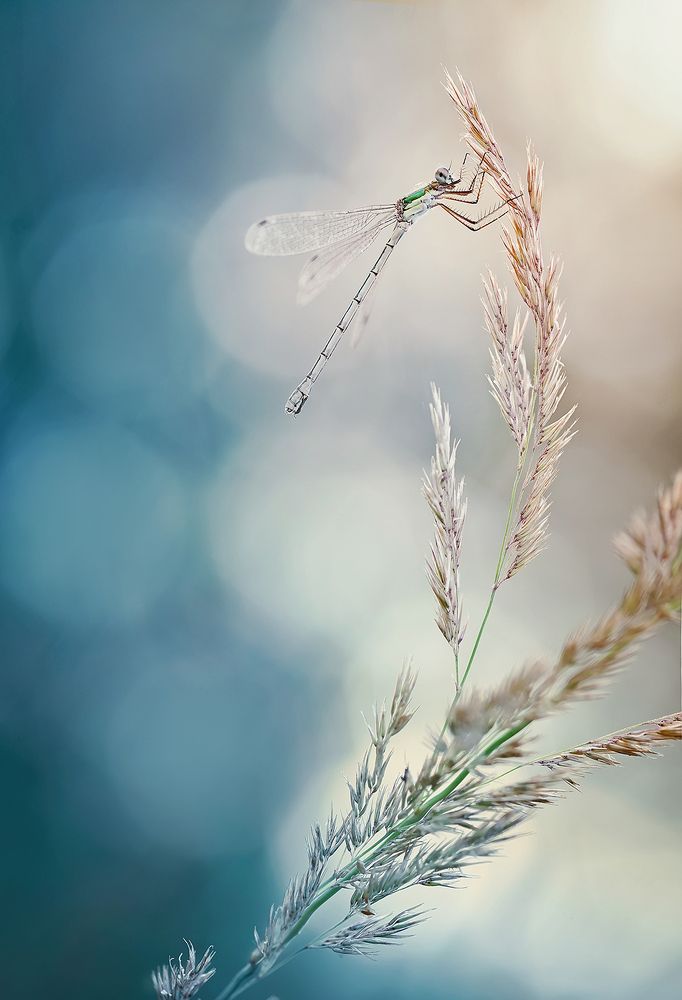 Photograph by S. Dana