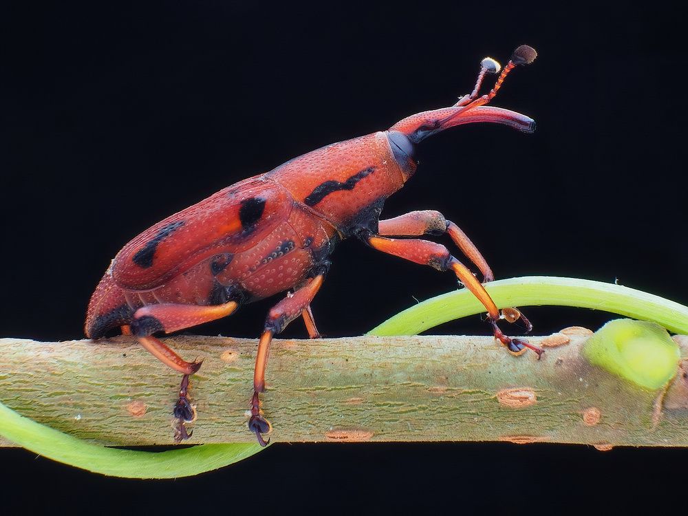 Photograph by Chen-You Li