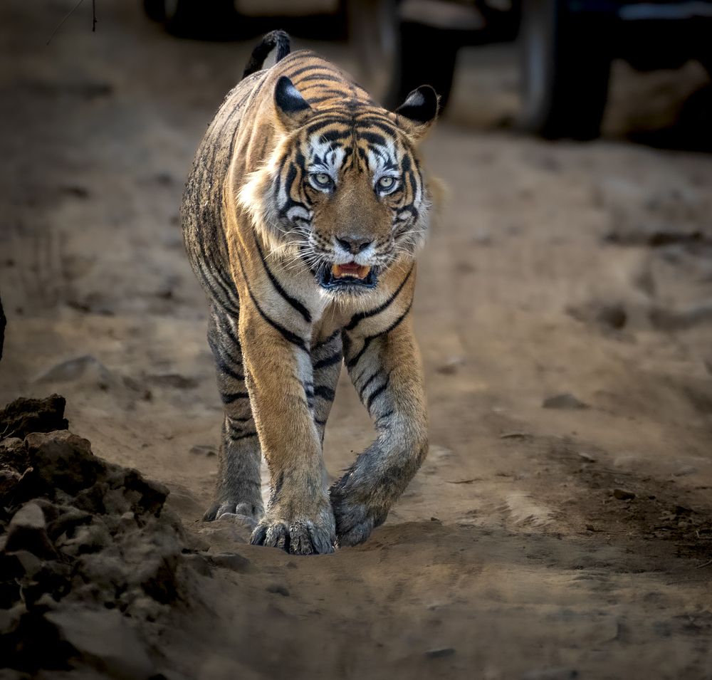 Photograph by Harsha Devalla