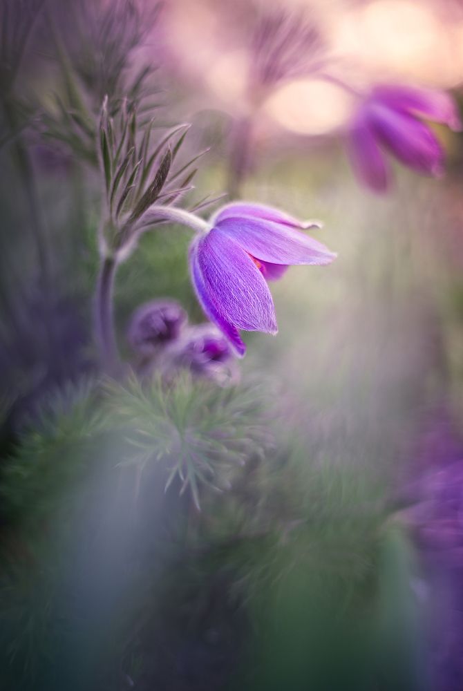 Photograph by S. Dana