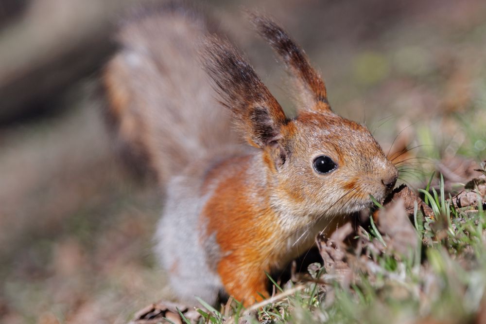 Photograph by Диана Бачу