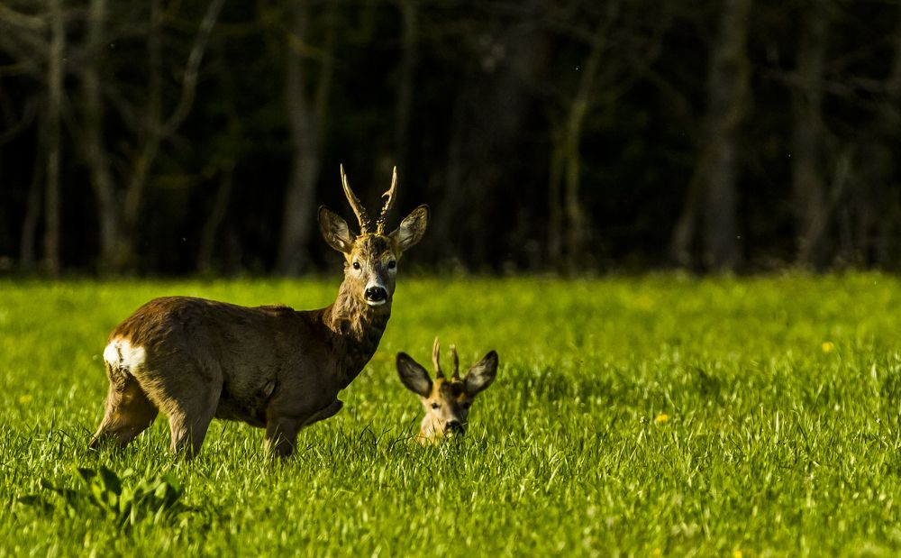 Фотография автора COMSA BOGDAN