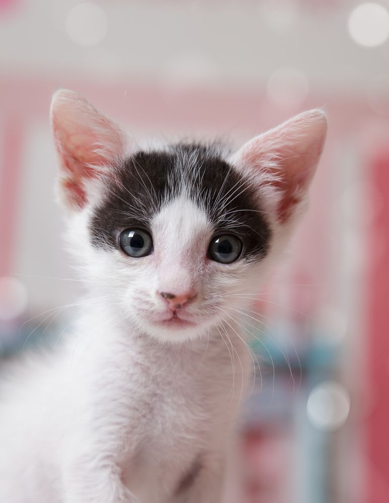 The Little White Heart