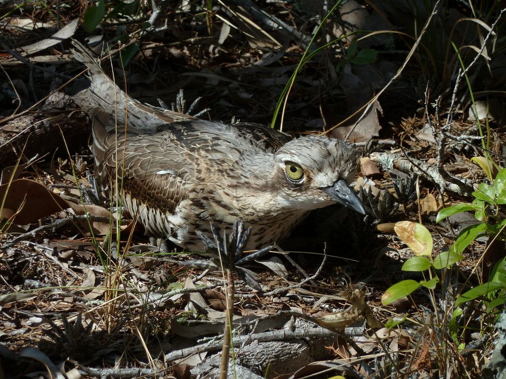 Curlew Hatching Eggs