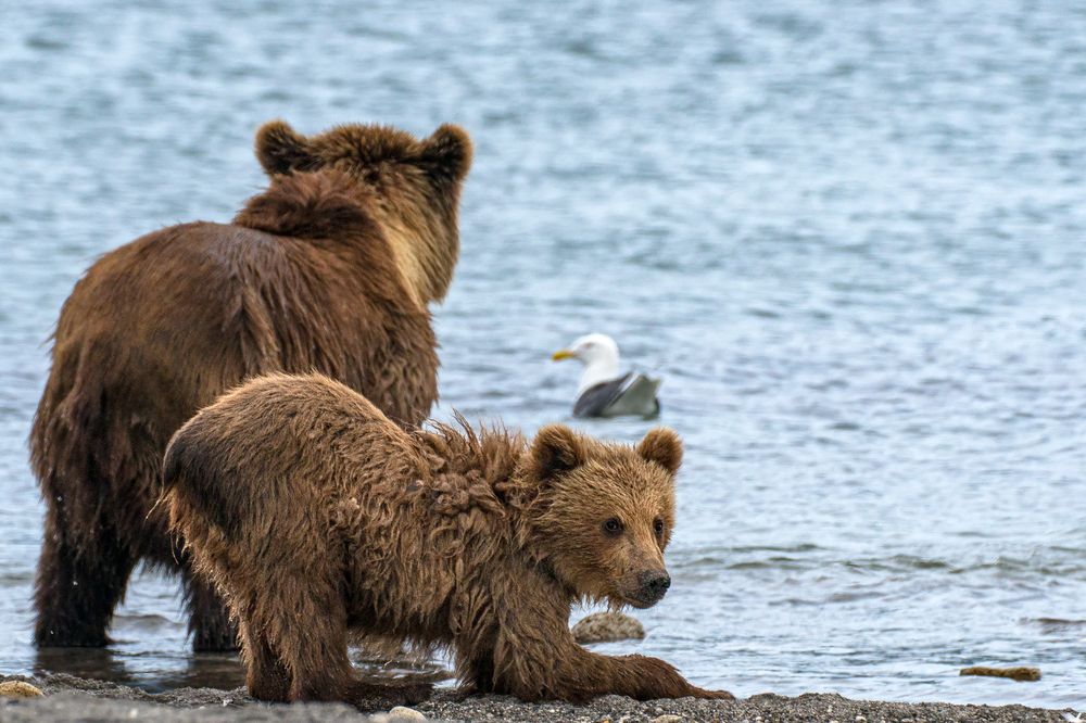 Фотография автора Иванова Регина