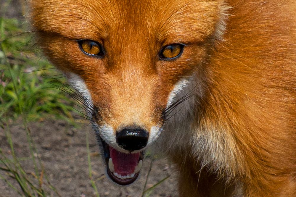 Фотография автора Иванова Регина