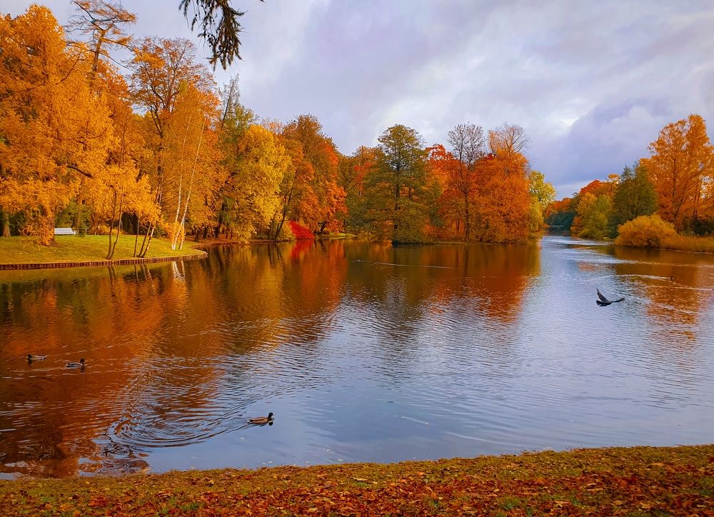 Рыжая, рыжая осень.