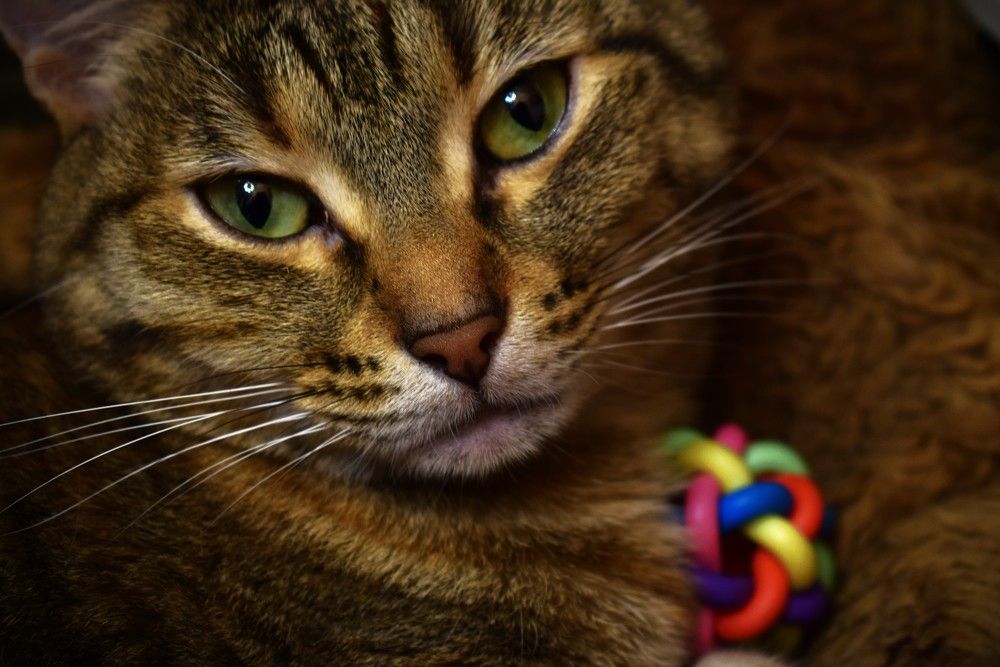 Photograph by Олег Лебедев