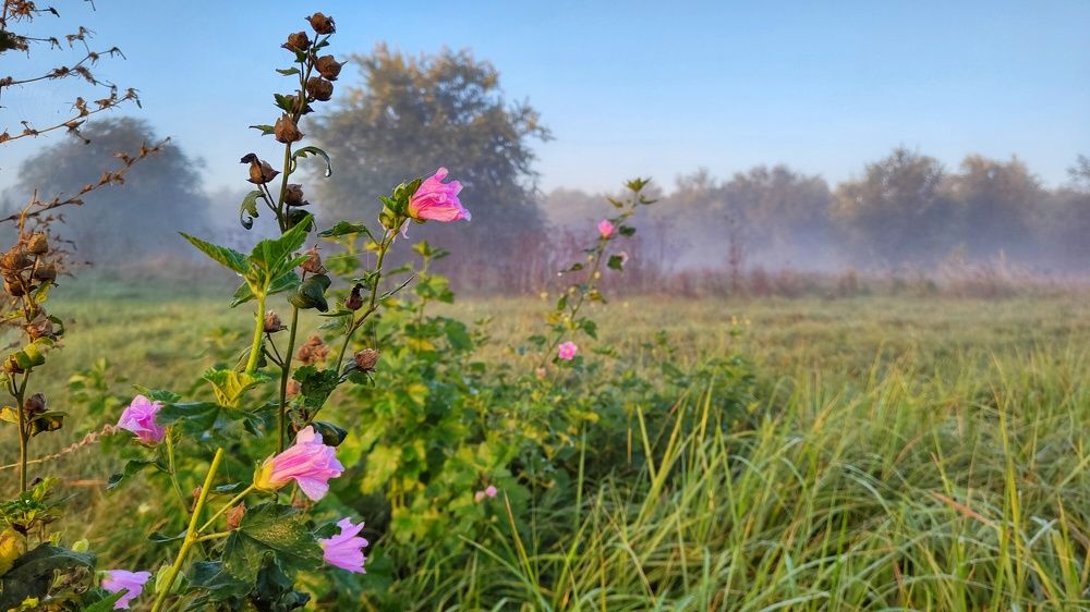 Туманное летнее утро