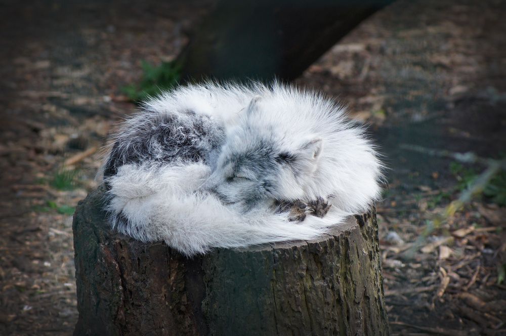 Photograph by Олег Чубайкин