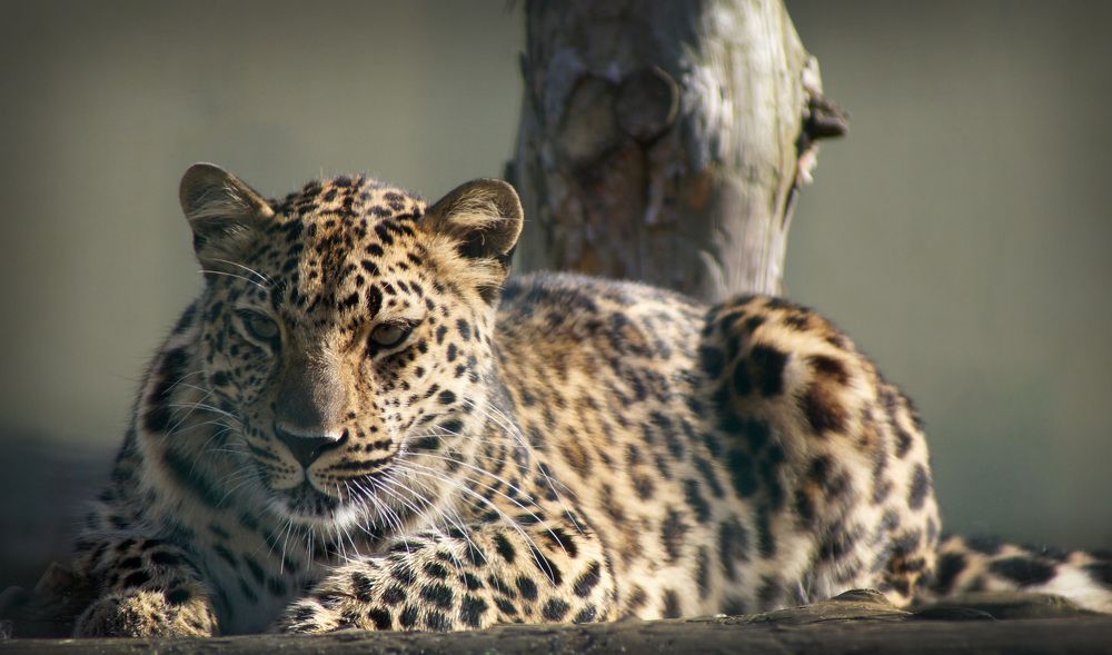 Photograph by Олег Чубайкин