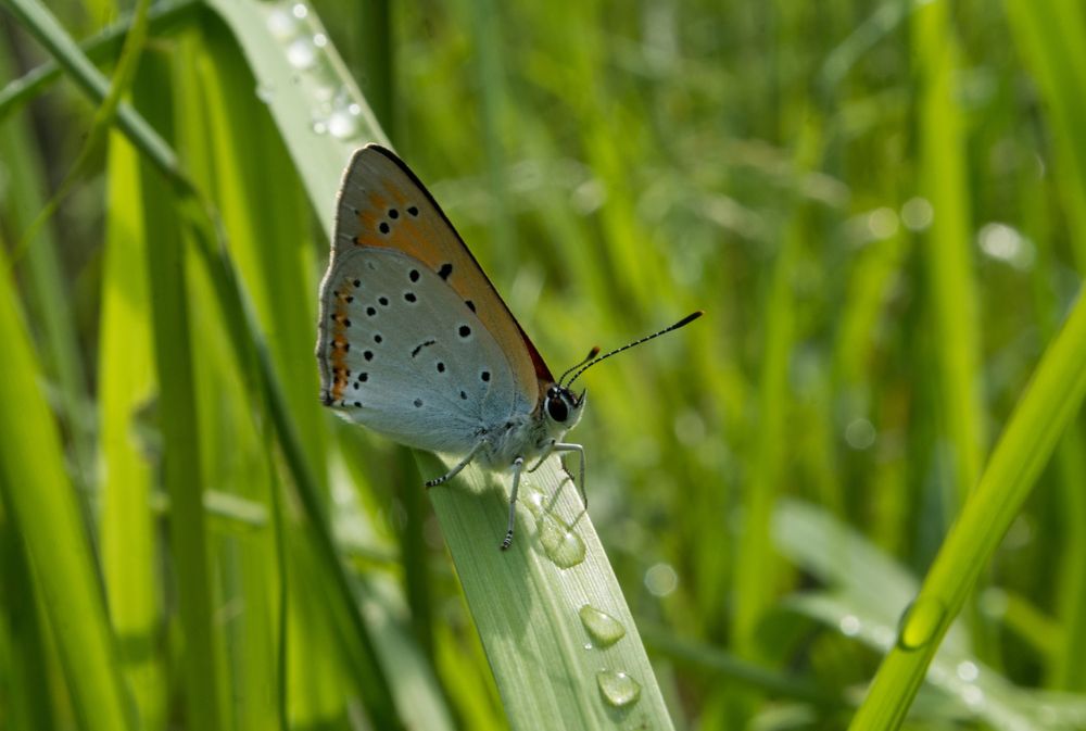 Червонец огненный на водопое