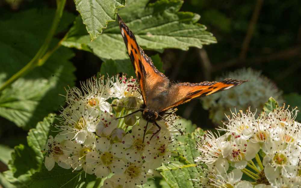 Photograph by Эрик Турман