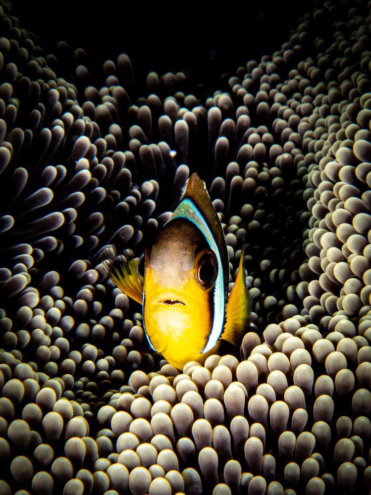 Photograph by Alexander Plakida