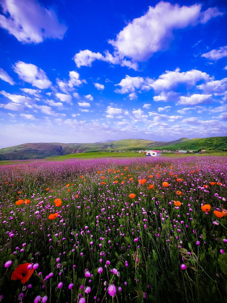 Photograph by Reza sharbaf