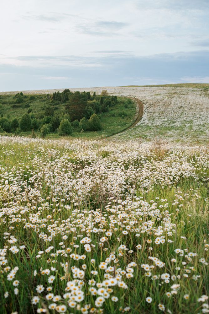 Ромашковое море