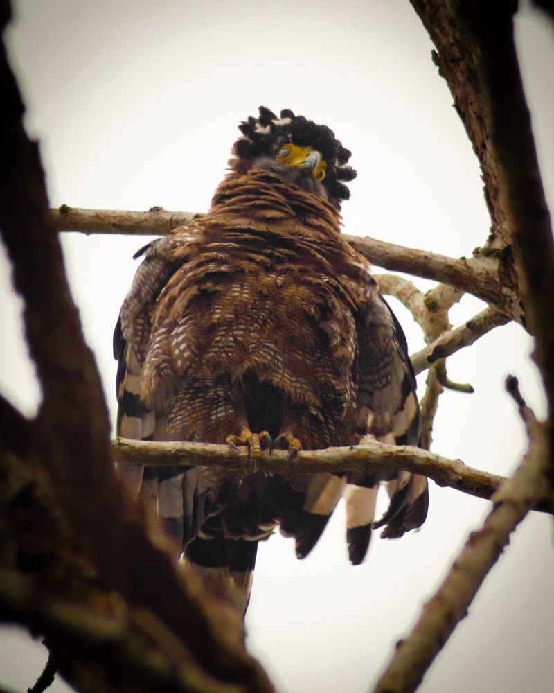 Crested Serpent Eagle