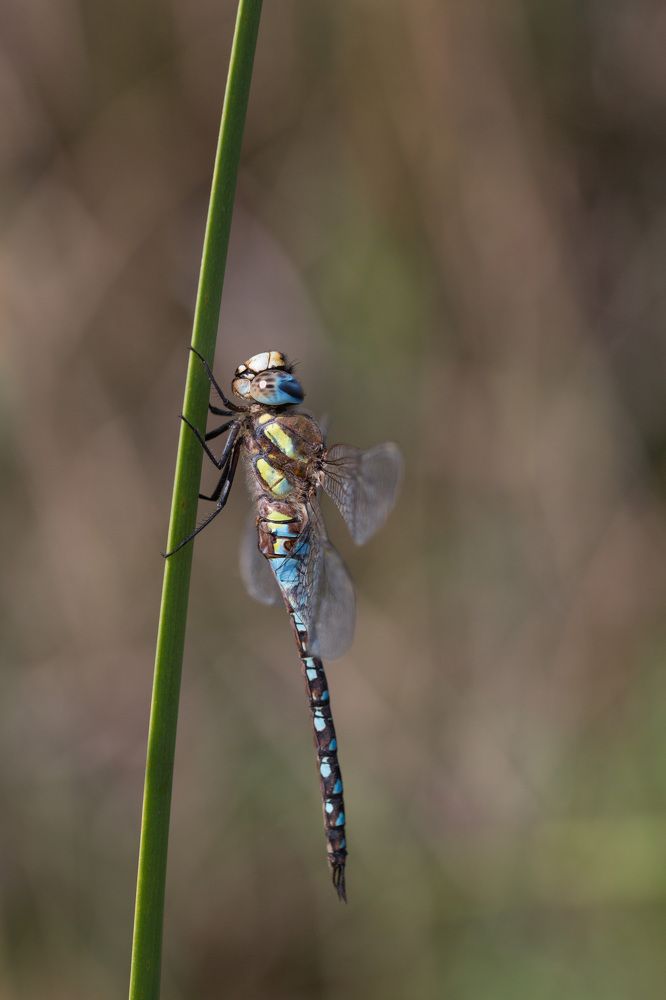 Photograph by Наталья Снеговая